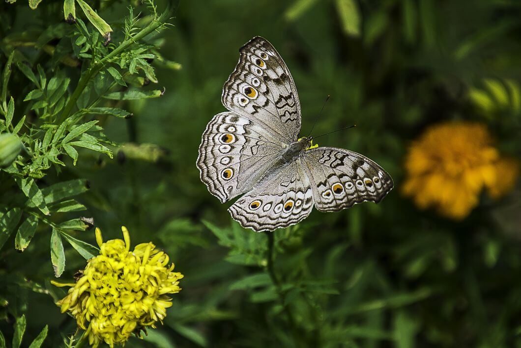 Image by&nbsp;PIYA BO-NGULUAM&nbsp;from&nbsp;Pixabay