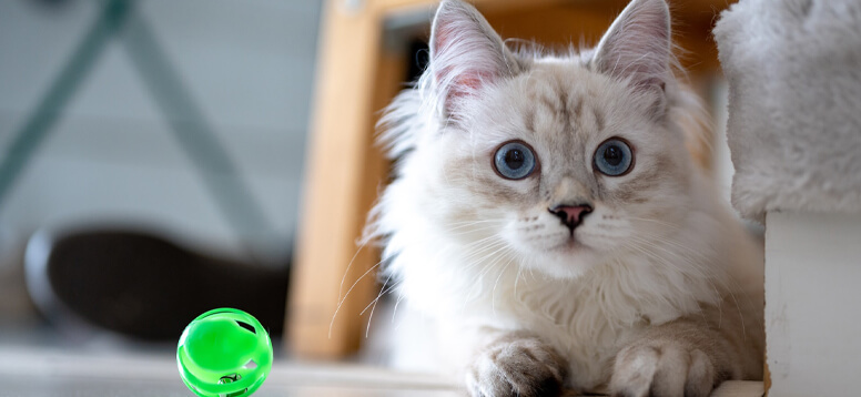 How to Travel with Pets image