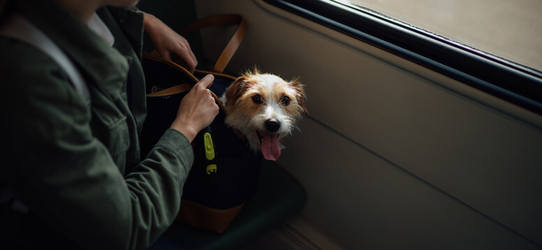 How to Travel with Pets image