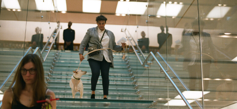 How to Travel with Pets image