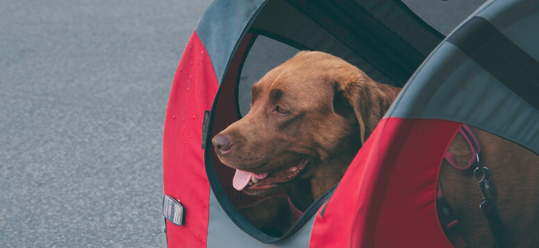 How to Travel with Pets image
