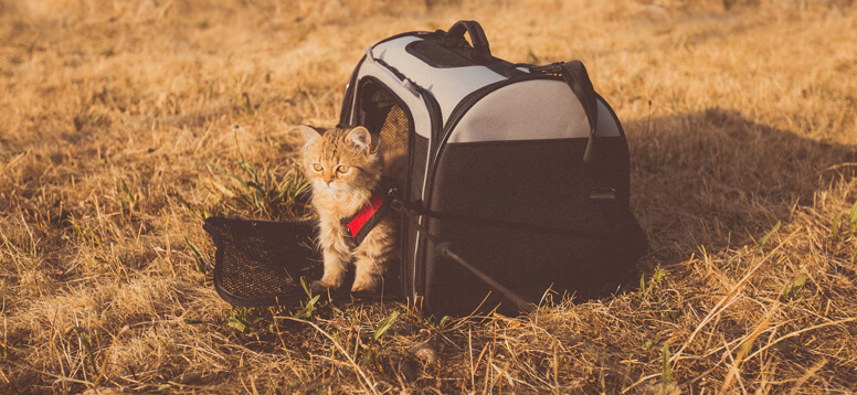 How to Travel with Pets image