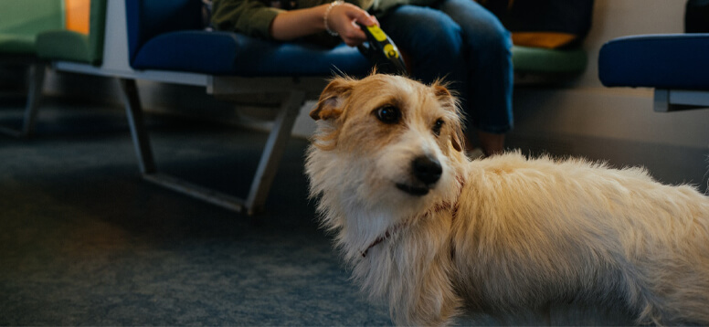 How to Travel with Pets image