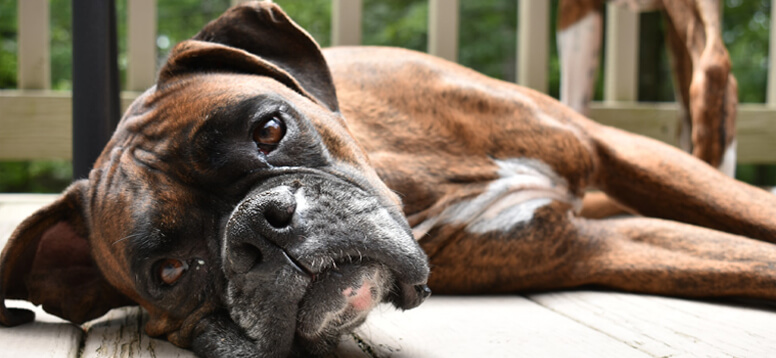 How to Travel with Pets image