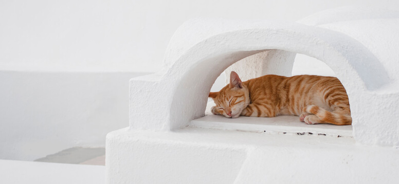 How to Travel with Pets image