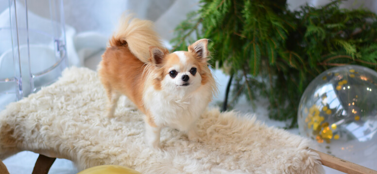 How to Travel with Pets image