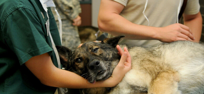 How to Travel with Pets image